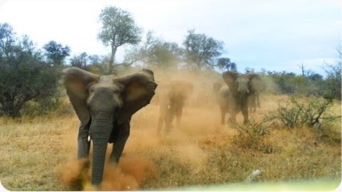 Elefánt támadás